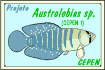 Projeto Austrolebias sp.